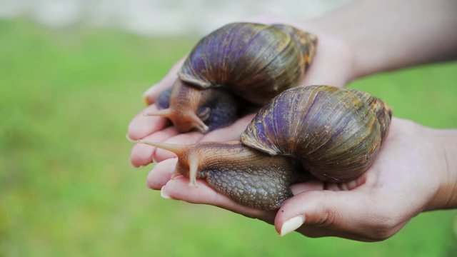 Large African snails Achatina Fulica on the female palm. Pets from the beauty salon.