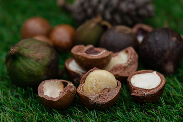Macadamia fruit with Flowers of pine isolated on green leaf background
