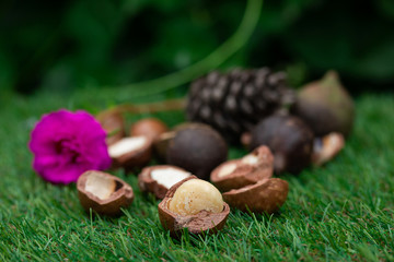 Macadamia fruit with Flowers of pine isolated on green leaf background

