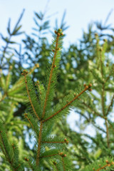 Defocus natural background of cedar branches on the sky background.