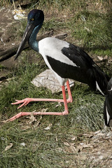 black necked storks