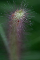 Low light macro shot of blooming grass in botanic garden.