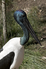 black necked storks