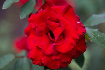 Mister Lincoln, large flowered (hybrid tea) bush rose in botanic garden.