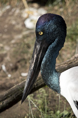 black necked storks