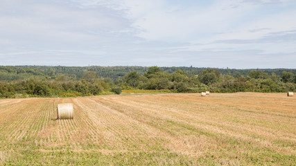Fototapeta premium Round hay bales golden field, summer sun, landscape, no people.
