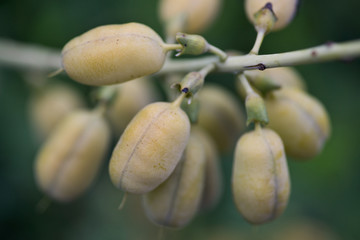 Macro shot of Picea Abies, Gregoryana Parsonii, Parson's Spruce, Pine Family (Pinaceae) in botanic garden.