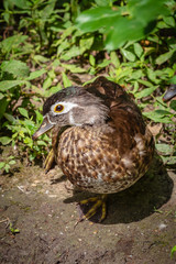 Cheeky Duck
