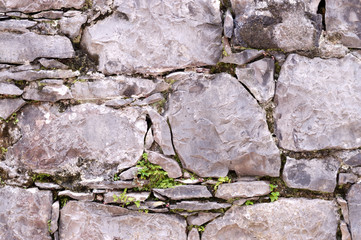 rock wall with little green leaves