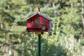 Finch at old metal birdfeeder house.
