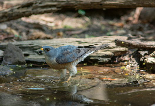 Chinese Sparrowhawk drinking water in a pond