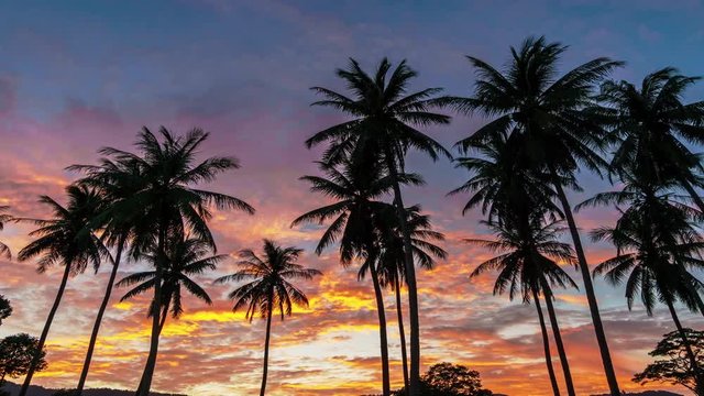 Palm trees on a colourful sunset background. 4k time lapse