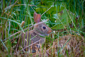Tiny bunny
