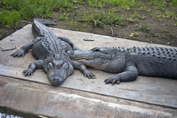 two American crocodiles