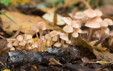 Closeup of Clustered Toughshanks, Gymnopus confluens among linden leafs in autumn