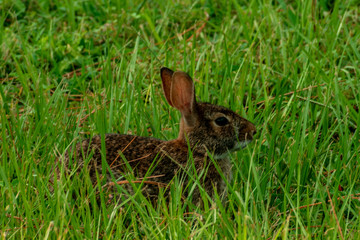 Bunny 