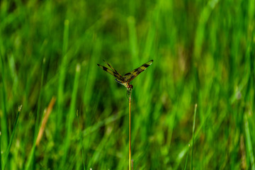 Dragon Fly 