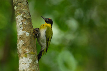 Black-headed woodpecker
