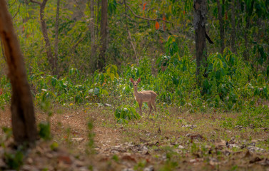 Deer in the forest