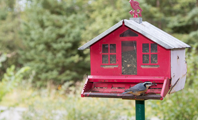Chickadee bird at red birdfeeder.