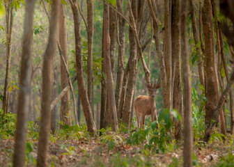 Deer in the forest