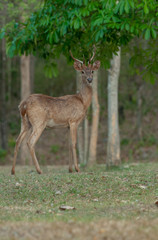 Deer in the forest