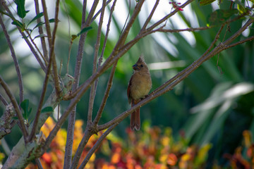 Bird 2