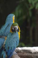 Macaw , macaw parrot bird / Parrot perched on a branch