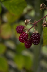 branch of ripe raspberries in a garden on green background
