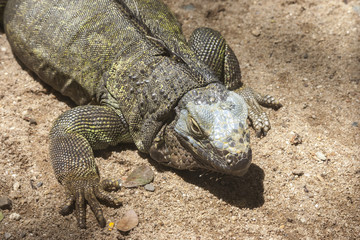 Green iguana or Common iguana / Is a species of iguana native to Central and South America