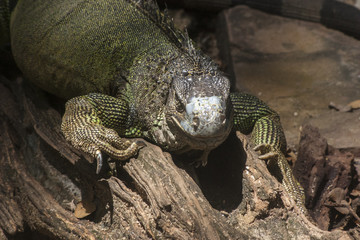 Green iguana or Common iguana / Is a species of iguana native to Central and South America