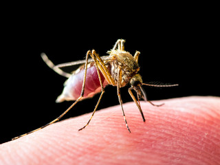 Yellow Fever, Malaria or Zika Virus Infected Mosquito Insect Bite Isolated on Black Background