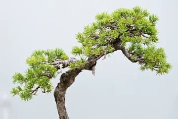 Poster Traditional bonsai tree, Japanese art form using trees grown in containers on rainy day in botanic garden. © bjphotographs