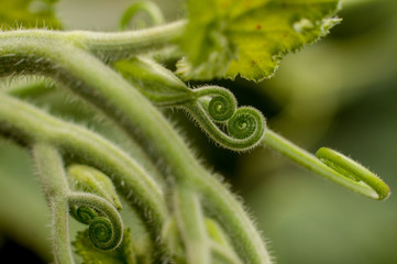 CUCÚRBITA  FICIFOLIA, PLANTA DE SAMBO