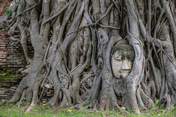 Amazing buddha head in tree root in Mahathat temple, Ayutthaya, Thailand.