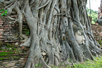 Fototapeta na wymiar Amazing buddha head in tree root in Mahathat temple, Ayutthaya, Thailand.