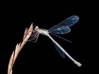 Dragonfly Insect Sitting on Plant Macro Portrait on Black Background