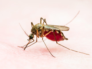 Yellow Fever, Malaria or Zika Virus Infected Mosquito Insect Macro