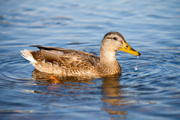 Fototapeta premium Duck swimming in lake