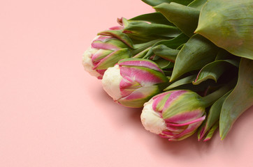 Pink ice tulip for background
