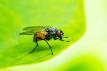 Exotic Drosophila Fruit Fly Diptera Insect on Plant Leaf