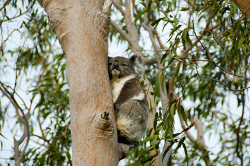Koala on Eucalyptus Tree - Australia