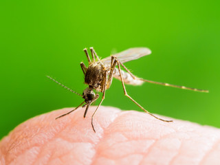 Yellow Fever, Malaria or Zika Virus Infected Mosquito Insect Macro on Green Background