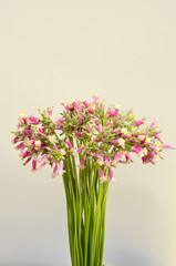 Digitalis flower for background