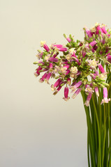 Digitalis flower for background