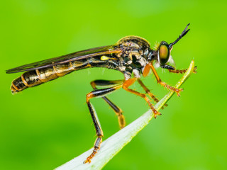 Exotic Assassin or Robber Fly Asilidae Diptera Insect on Green Grass