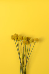 Yellow craspedia plant for background