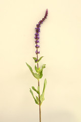 purple astilbe flower for background