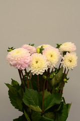 Pink dahlia flower for background