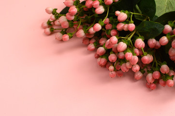 Pink hypericum androsaemum Sweet Romance